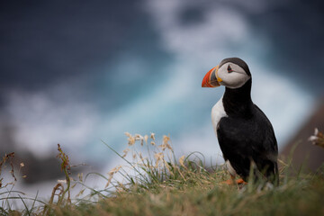 Puffin on clifftop, Mykines, Faroe Islands