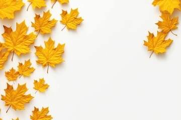 Naklejka na ściany i meble Autumn maple leaves on white