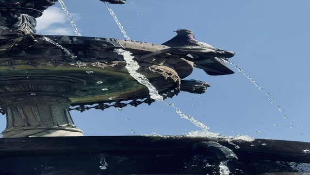 A pigeon cleaning its feathers at the edge of a fountain. Location: L&uuml;neburg, Germany