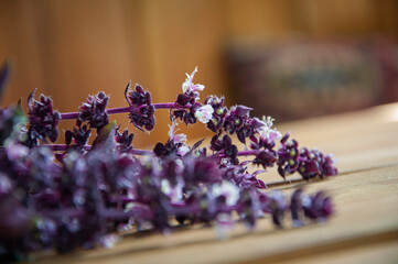 basil fresh ingredient. eco bunch of fresh scented purple basil stems with leaves on wooden table. flavorful fresh purple basil stalks. aromatic herbal basil herb. organic farming and gardening
