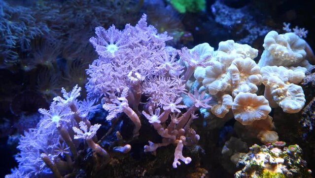 pulsing xenia, candy cane coral and star polyp frag symbiotic grow, hardy pet for beginner aquarist move in flow, nano reef marine stone aquarium, fluorescent LED blue low light, live rock ecosystem