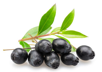 Myrtle berries on branch isolated on white background.