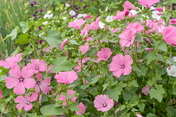 Detail shot of pink flowering mallow plants in the garden