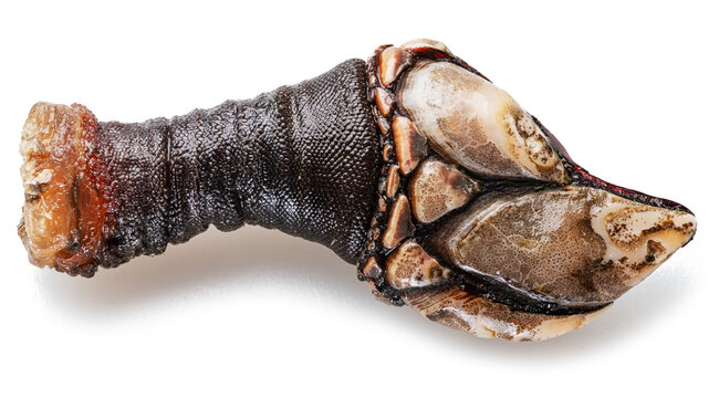 Raw goose barnacles close up isolated on white background. Delicacy food.