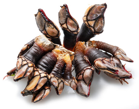 Raw goose barnacles close up isolated on white background. Delicacy food.