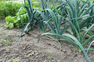 Vegetable patch with leeks, lettuce and carrots