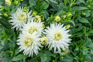 Detail shot of white blooming dahlias