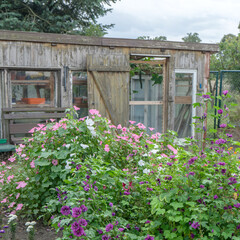 flowering mallow plants  in the garden on the background of an old wooden house