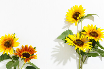 Yellow and red sunflowers on a white textured background, hard light, shadows.. Top view, copy space