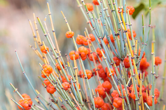 Ephedra is a genus of shrubs of the Oppressive class, the genus of its family is Ephedra Ephedraceae or Ephedra. Red berries, narcotic plant