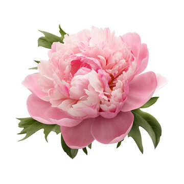 Pink peony flower isolated on transparent background PNG