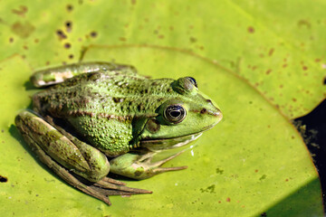 Frog