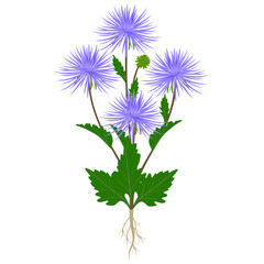 Obraz premium Aster plant with flowers and roots on a white background.