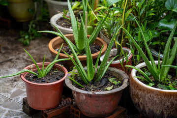 A small decorative waterfall in the garden. Landscape design