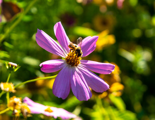 A bee on a cosmjs flower.