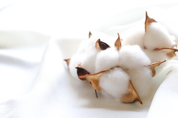 コットンフラワー　綿