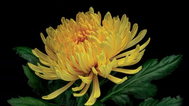Yellow Chrysanthemum flower opening close up. Holiday, love, birthday design backdrop.