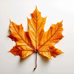 Naklejka na ściany i meble A leaf at autumn season isolated on white