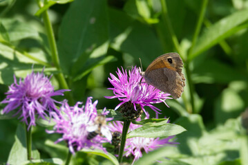 Meadow brown (maniola jurtina) butterfly sitting on a pink flower in Zurich, Switzerland © Janine