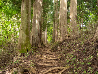 木の根の上を歩く登山道