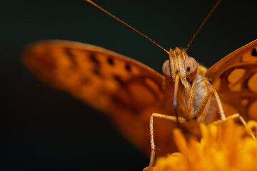 mariposas tomando néctar, macro