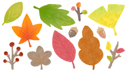 autumn plants, autumn leaves, ginkgo and acorns, hand-drawn illustrations of textured colored pencils and crayons / 秋の植物、紅葉やイチョウやどんぐり、質感のある色鉛筆・クレヨンの手描きイラスト