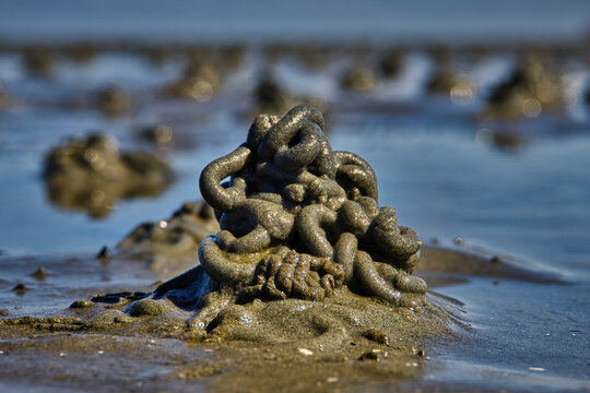 Sandwurmhaufen im Wattenmeer