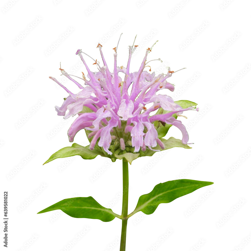 Wall mural Monarda fistulosa (Wild Bergamot) Native North American Prairie Wildflower Isolated on White Background