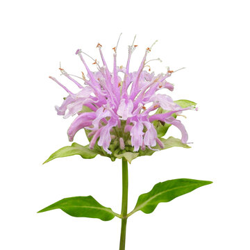 Monarda fistulosa (Wild Bergamot) Native North American Prairie Wildflower Isolated on White Background