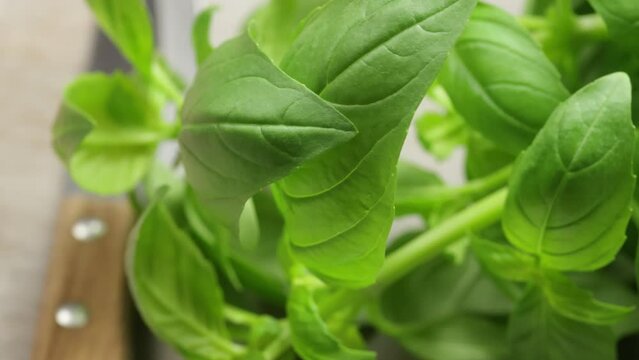 feuilles de basilic, en gros plan