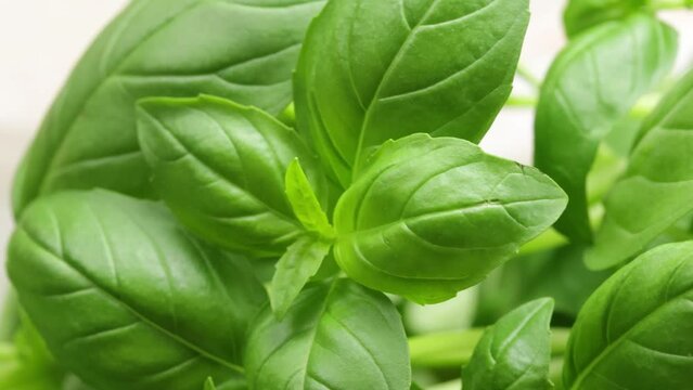 feuilles de basilic, en gros plan