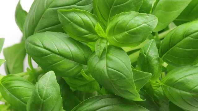 feuilles de basilic, en gros plan