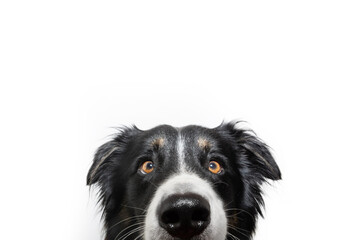 Close-up cute and hide border collie dog looking at camera peeking out. Isolated on white background