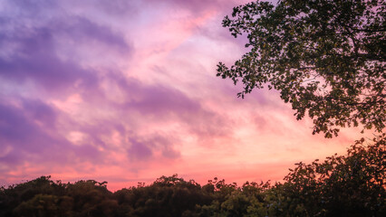 Low angle shot of beautiful tree branches against cloudy sunset sky background