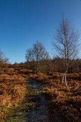 A pathway in Chailey Common in Sussex, on a sunny winter's day