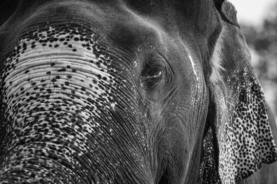 Closeup of Indian Elephant 