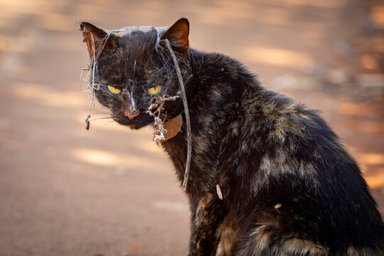 The ugliest horror cat in the world, reminds the movie "Cemetery Cursed II"