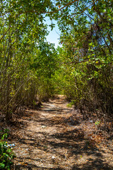 Tropical forest jungle nature Caribbean exotic palm trees plants Mexico.