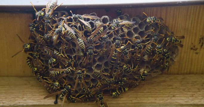 Wasp nest 