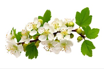 Isolated Hawthorn Flower with Green Leaves. White Background of Herbal Medicine Plant. Perfect Image for Spring Bloom and Freshness
