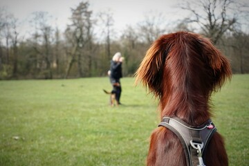 Hund beobachtet Hundetraining und trainiert Impulskontrolle