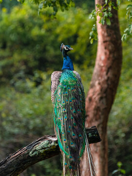 Indian Peacock