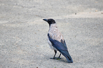 crow