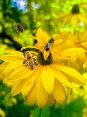 pszczoły na żółtych kwiatach