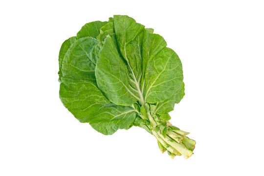 Bundle of collard leaves isolated transparent png. Loose-leafed cultivar of brassica oleracea. Green vegetable. Berza greens.