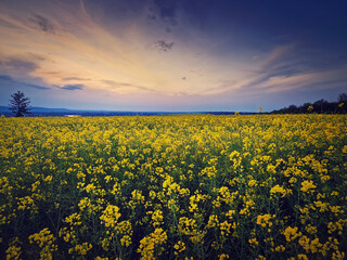 Rapeseed field under sunset sky background. Land with yellow canola flowers in the evening. Spring...