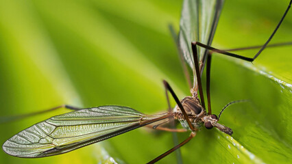 Mosquito male on a palm tree leaf