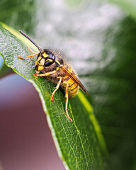 Close up with a hornet on a green leaf