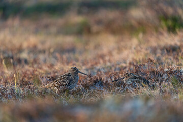 Great snipe (Gallinago media)
