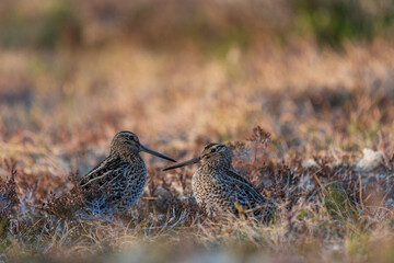 Great snipe (Gallinago media)